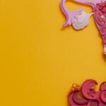 Image of female reproductive system